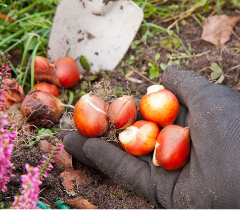 Σεπτέμβριος: Τι μπορούμε να καλλιεργήσουμε τον πρώτο μήνα του Φθινοπώρου!