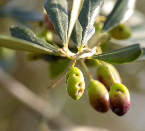 Δάκος : ο εχθρός της ελιάς