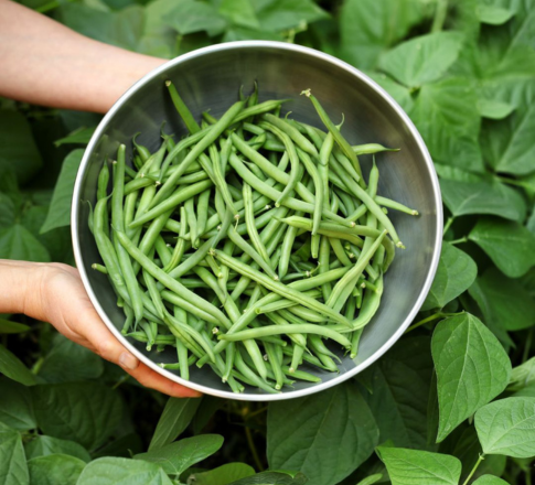 Φασόλι απ’ τον κήπο σου….