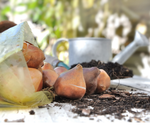 Βολβοί λουλουδιών φθινοπωρινής φύτευσης