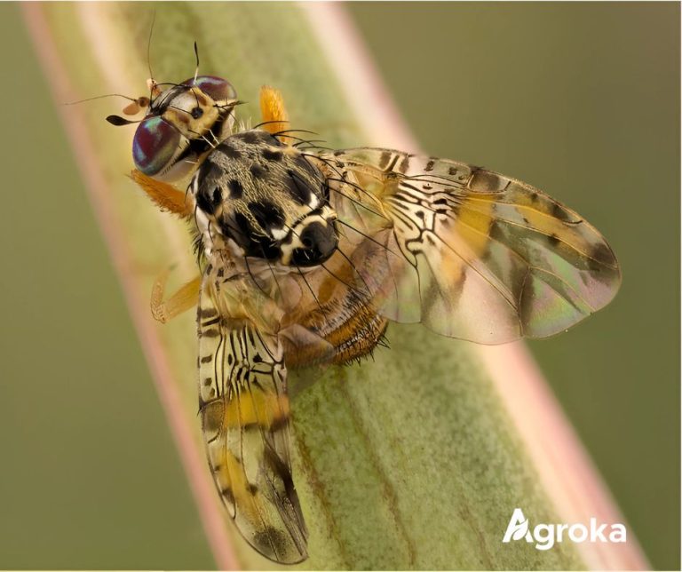 Μύγα Μεσογείου (Ceratitis capitata): Αναγνώριση και σύγχρονες μέθοδοι αντιμετώπισης