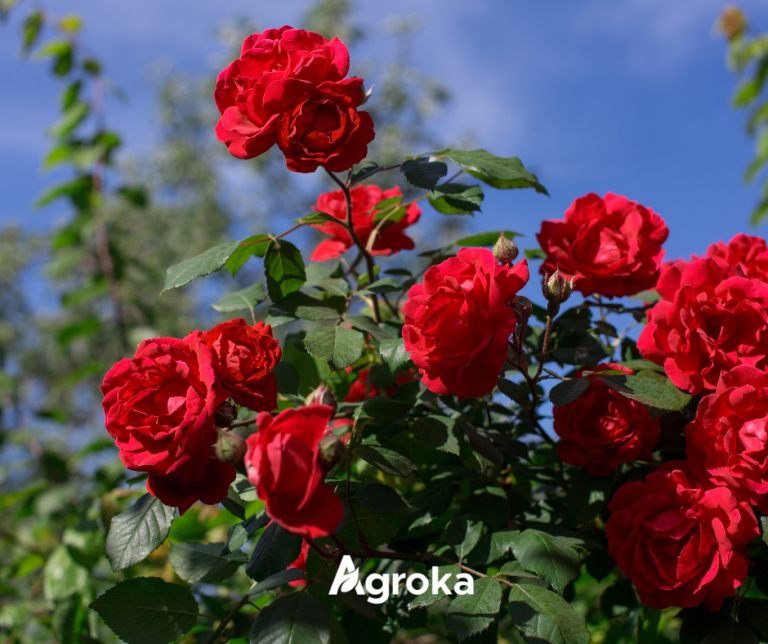 🌹 Πώς να πολλαπλασιάσετε μόνοι σας τις τριανταφυλλιές σας