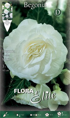 Μπιγόνια Διπλή White 808920