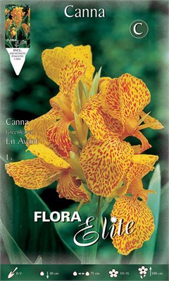 Κάννα En Avant 816628