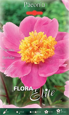 Πεόνια Birthday 818967