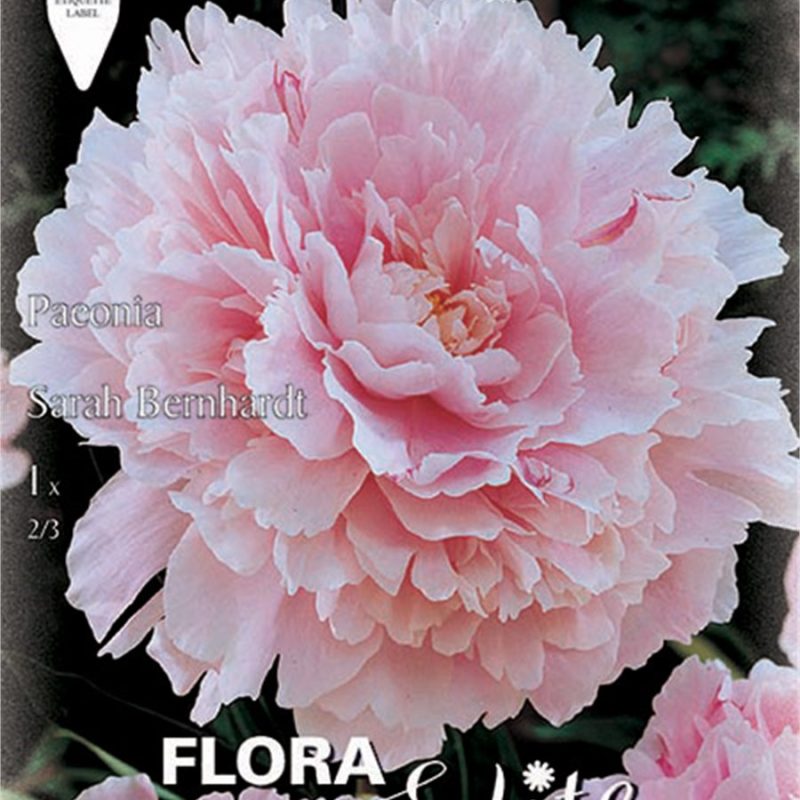 Πεόνια Sarah Bernhardt 846373