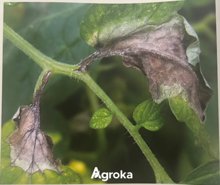 Περονόσπορος της Πατάτας: Ο μεγαλύτερος κίνδυνος για την καλλιέργεια πατάτας και πώς να τον προλάβετε