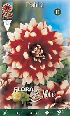 Ντάλια Duet 616846