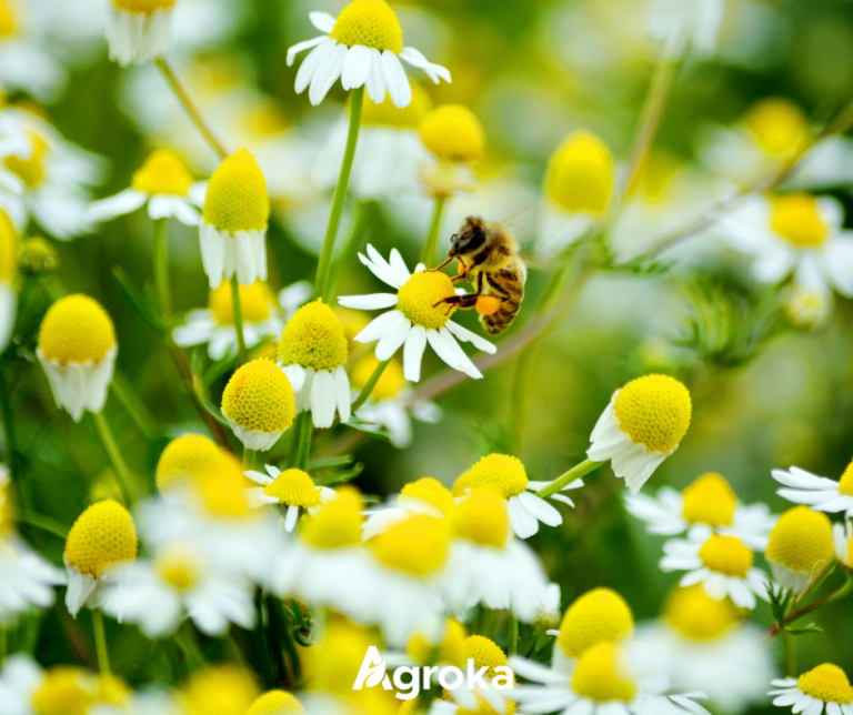 Μέλισσες και Κήπος: Γιατί είναι απαραίτητες για υγιή φυτά και πλούσια παραγωγή