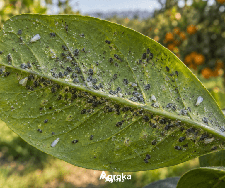 Μαύρος Ακανθώδης Αλευρώδης (Aleurocanthus spiniferus): Αναγνώριση και σύγχρονες μέθοδοι αντιμετώπισης