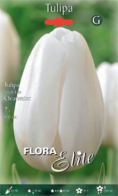 Τουλίπα ClearWater (φακ. 7 τεμ) 819223